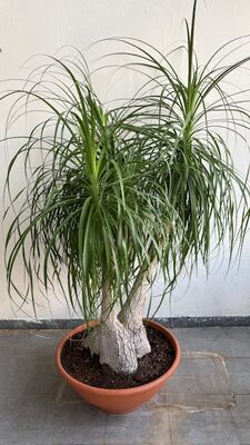 Φυτό Beaucarnea Nolina  ύψους περ. 1.80m. σε ποιοτική γλάστρα. Ηλικία (30+) έτη.