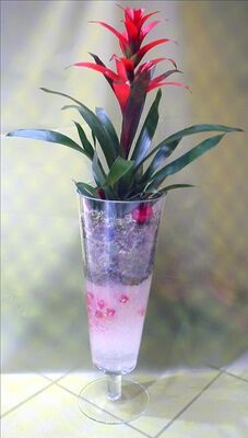 Plant guzmania in glass vase
