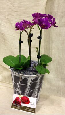 Orchid Phalaenopsis mini (Hybrid) in pot !!! Special.