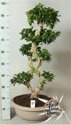 Bonsai plant (big size) height appr. 1.00m. in pot !! Ficus Ginseng 8 Shape!!!!