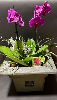 Plant arrangement in metal-zinc pot (round, rectangular or gondola)