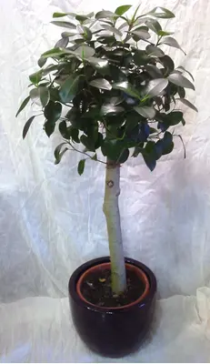 ficus panda australis