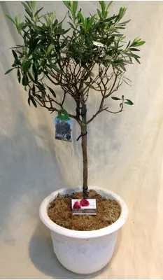 Olea Europaea Plant Πολυτελής