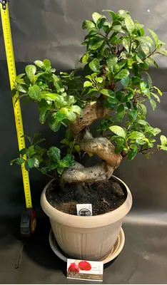 Bonsai exclusive 60cm Height. Ficus Microcarpa Ginseng.