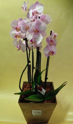 Ορχιδέα Φαλαίνοψις (2) φυτά σε ποιοτικό "artstone" ποτ με άργιλο (υδροκαλλιέργεια)