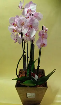 Phalaenopsis orchid (2) plants  in "artstone" fine plastic pot