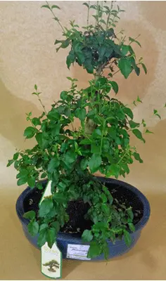 Bonsai plant
