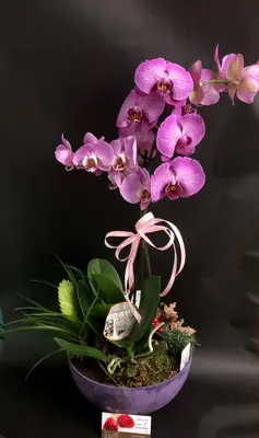 Orchid phalaenopsis plant "(2)flower spikes" + Tillandsia and decoration