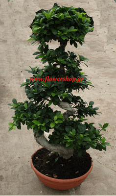 Bonsai exclusive S-form 0,75m Height. Ficus Microcarpa Ginseng.