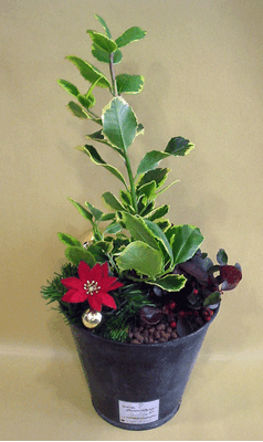Χριστουγεννιάτικη σύνθεση φυτών