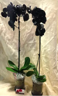Phalaenopsis Black Dyed In Vase."Buy Exclusive Get Twins"!!!