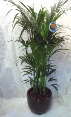 Plant Howea(kentia) fosterianna or Chrysalidocarpus height appr. 1,20-1,40 m. in fine ceramic pot