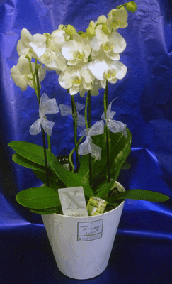 Ορχιδέα Φαλαίνοψις (2) φυτά σε ποιοτικό "artstone" ποτ