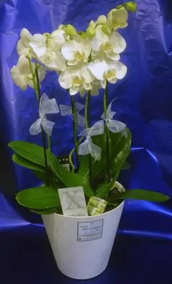 Phalaenopsis orchid (2) plants  in "artstone" fine plastic pot