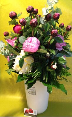 Paeonias (20) stems in fine quality ceramic vase.Exclusive