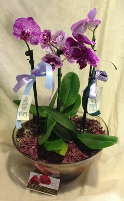 Orchid Phalaenopsis mini (Hybrid) Exclusive in pot !!!