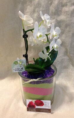 Ορχιδέα Φαλαίνοψις Φυτό "Collibri". + Ποτ  (1) Φυτό.Σπεσιαλ