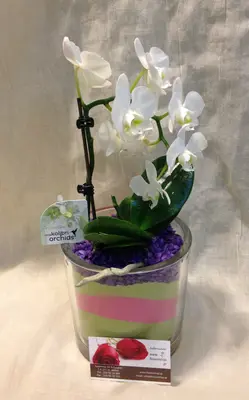 Phalaenopsis Orchid "Kolibri" + Pot !!! (1) Plant.Special.