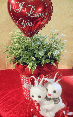 Valentine Love plants