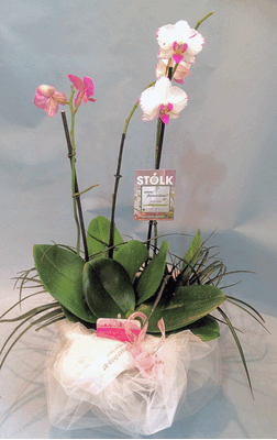 Orchid phalaenopsis plant "(2)flower spikes" + Tillandsia and decoration