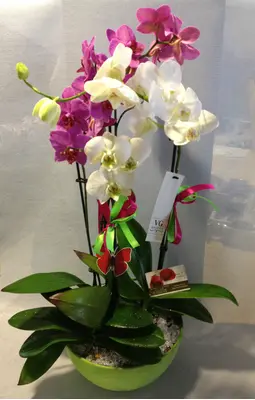 Phalaenopsis orchid (2) plants  in "artstone" fine plastic pot.Exclusive