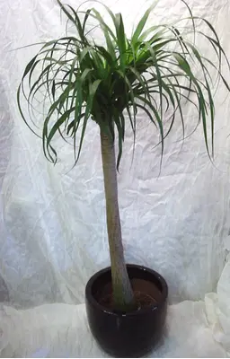 beaucarnea-pot.gif