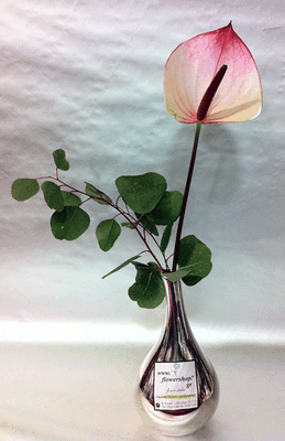 "ΟΝΕ"  Anthurium in vase !!!