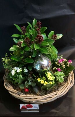 Plant arrangement in basket. Exclusive.