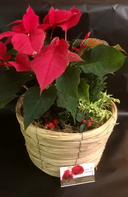 Christmas Plants in basket - (3) Plants & Decoration !!! (Random varieties & colors)