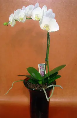 Phalaenopsis orchid in glass vase