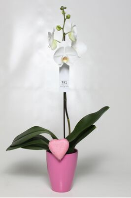 Orchid phalaenopsis plant "(1) flower spikes"