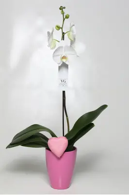 Orchid phalaenopsis plant "(1) flower spikes"