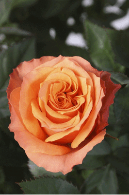 Φυτά Τριανταφυλιές "Rosa Kordana"