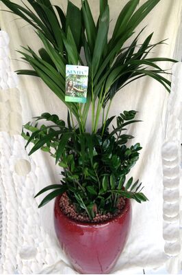 Arrangement of plants in large pot