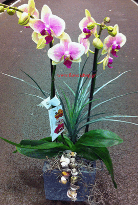 Orchid phalaenopsis plant "(2)flower spikes" + Tillandsia and decoration