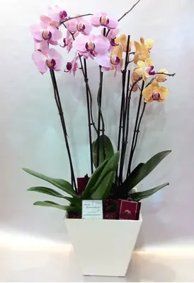 Phalaenopsis orchid (2) plants  in "artstone" fine plastic pot