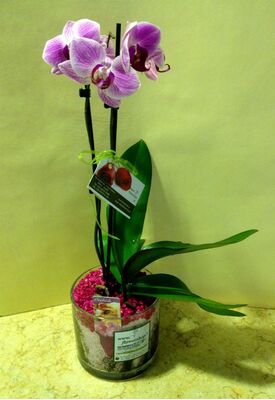 Phalaeonopsis midi. Special !!