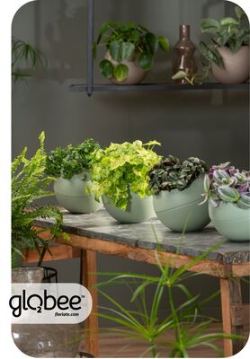 Το Globee είναι εύκολο να τακτοποιήσετε και να το συνδέσετε με διάφορους τρόπους.
Για να μπορέσετε να πρασινίσετε τον κόσμο σας με έναν απλό, κομψό τρόπο και εξοικονομώντας χώρο.