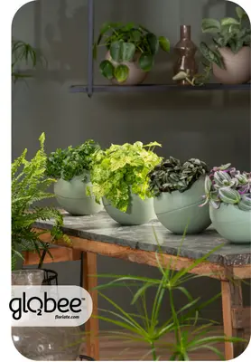Το Globee είναι εύκολο να τακτοποιήσετε και να το συνδέσετε με διάφορους τρόπους.
Για να μπορέσετε να πρασινίσετε τον κόσμο σας με έναν απλό, κομψό τρόπο και εξοικονομώντας χώρο.