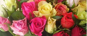 (31) Mixed colors roses bouquet with greens. Smash week offer