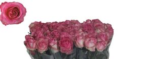 Τριαντάφυλλα Ροζ (21τεμ.) Ανθοδέσμη  Sweet or Peach Avalanche Ολλανδικά