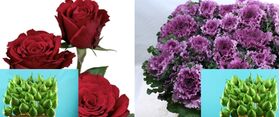 Week Offer Arrangement Roses Red Upper Class + Brassicas + Waxed Pears