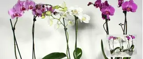 Phalaenopsis (1) Plant with (2) spikes of flowers + Pot. (only for ATTICA REGION GREECE)