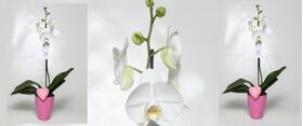 Orchid phalaenopsis plant "(1) flower spikes" + Pot.
