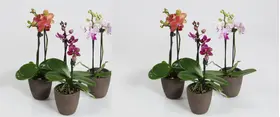 Phalaenopsis Orchid Mini Dwarf (1) plant  (1) spike of flowers in pot. Extra Quality.