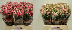 Pink Spray Roses (20) stems gift wrapped.