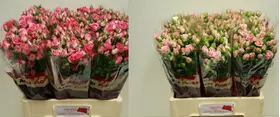 Pink Spray Roses (20) stems gift wrapped.