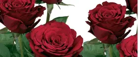 Red roses  A Quality Dutch . Super Week  Offer
