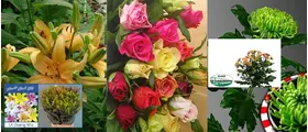 Smash Flower Offer