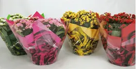 Kalanchoe Blossfeldiana
